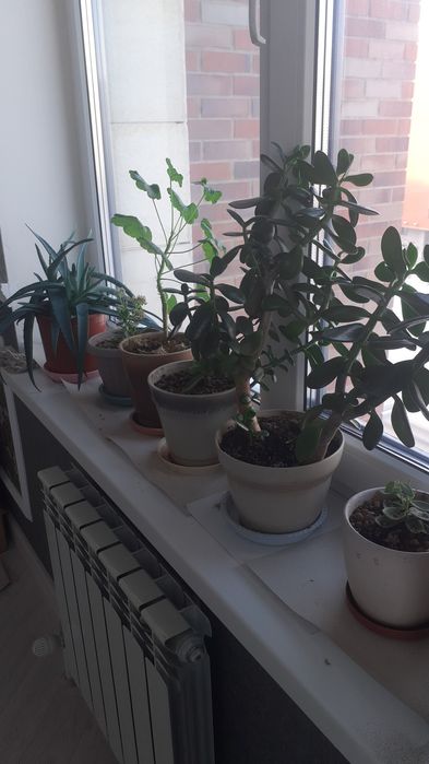 Цветы комнатные.