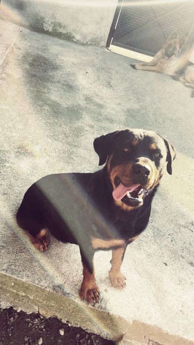 Новородени ротвайлери