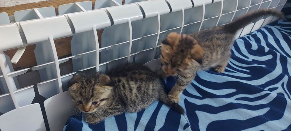 Отдам котят в хорошие руки