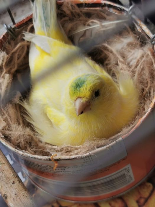 Canari și cănărițe Roller Suceava