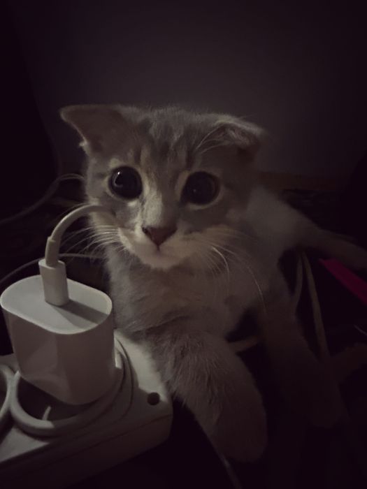 Кошка шотланка сатылады