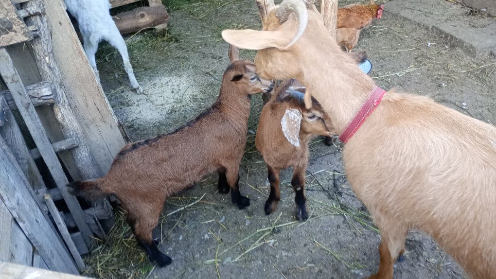 Capra cu ied și ieduță