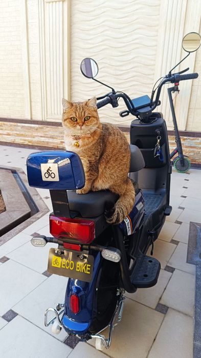 Продается чистокровный Британская кошка золотая шиншилла