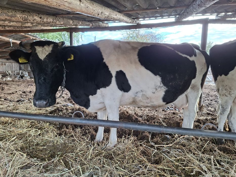 Vând 2 vaci de lapte