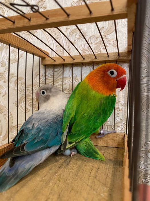 Nerazushka papugay toti nerazluchka