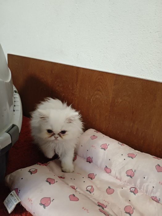 Продавам чистокръвни персийски котенца