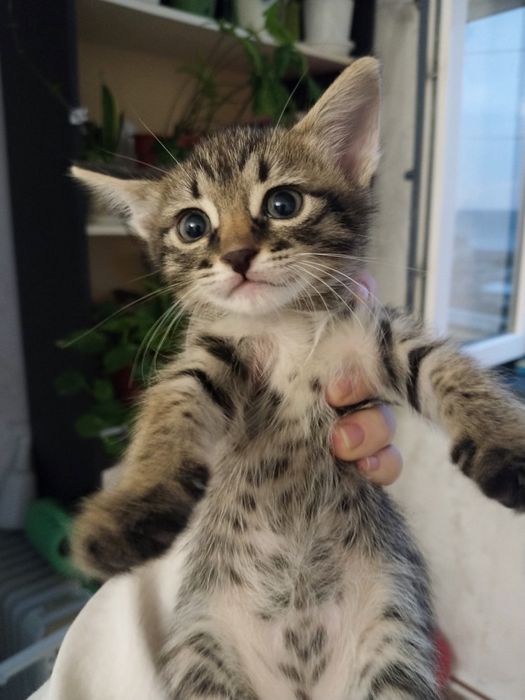 Очаровательные котята в добрые руки (2 мальчика и девочка)