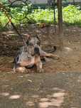 American Bully Merle Blue Mascul 7 luni
