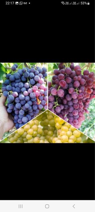 Vand butasi vita de vie hibrida