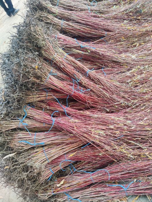 Puieți de salcie diferite soiuri și dimensiuni