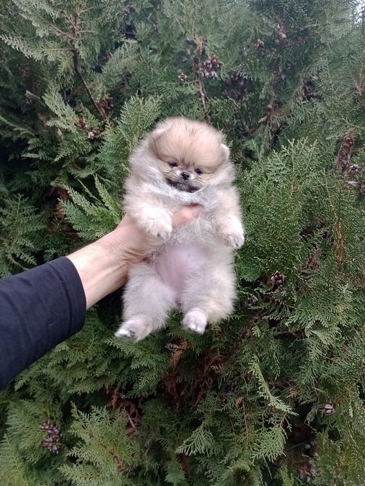 Женски Померани. Реални снимки!