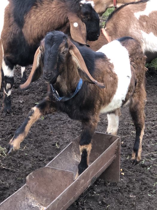 Țap Anglo-Nubian 7 luni