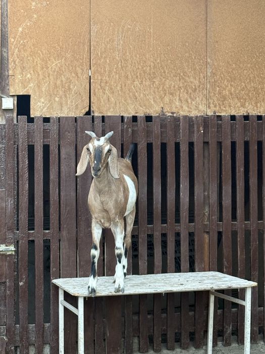 Англонубийский ешкы шибиш