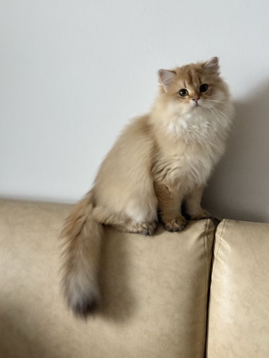 British longhair Mascul