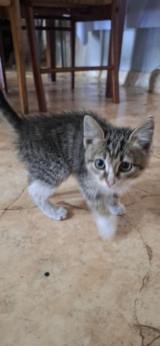 Дарю красивых котят