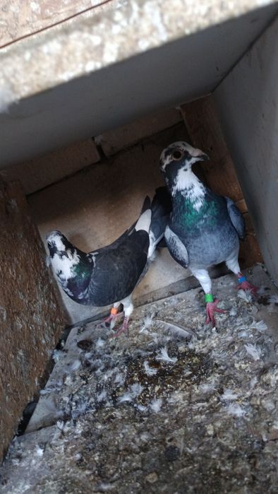 Porumbei voiajori Albi