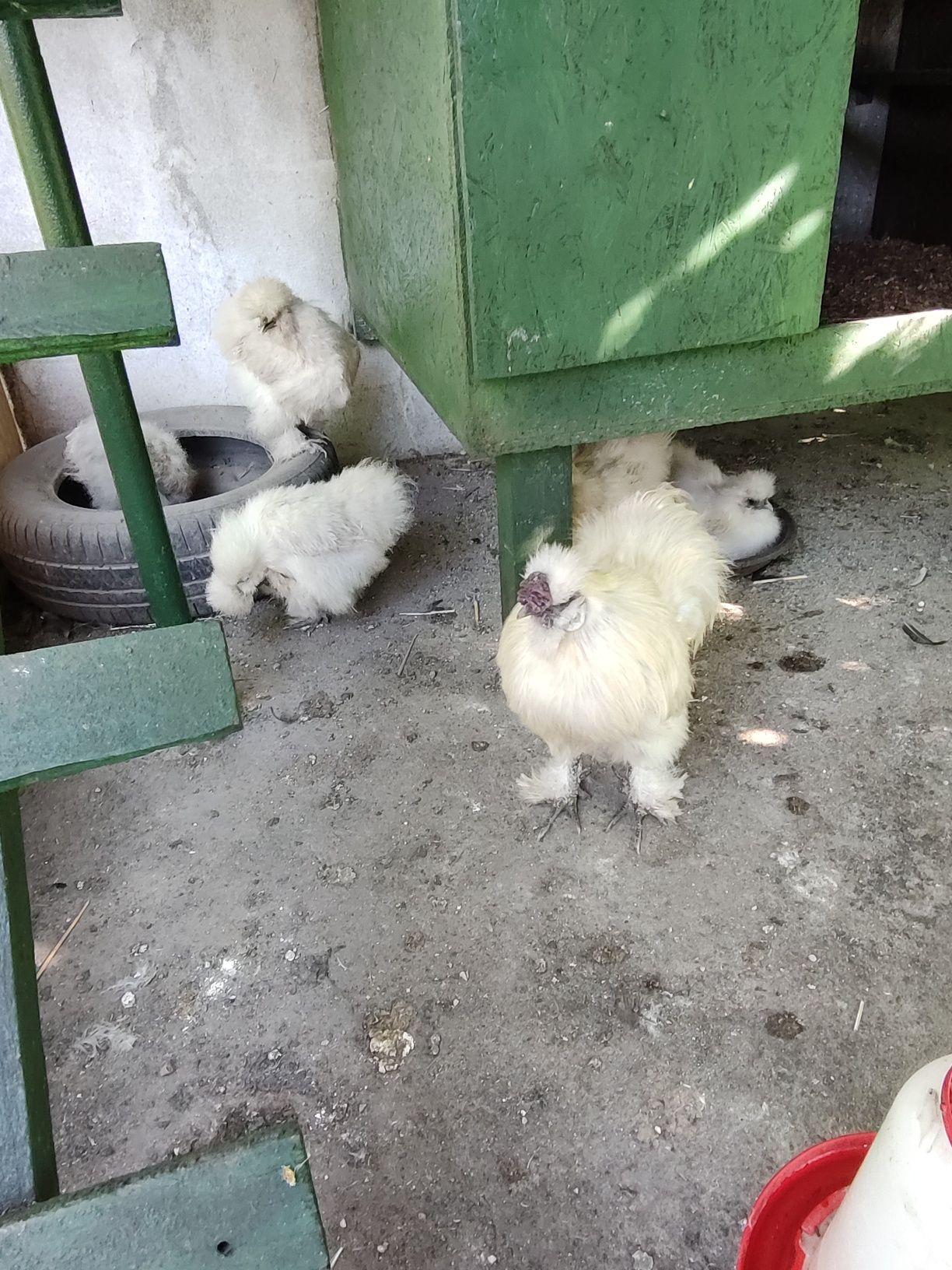 Oua Găini Mătase Japoneza