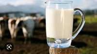 Vand lapte de vaca bio