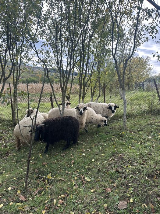 Vand cinci oi si doua miele