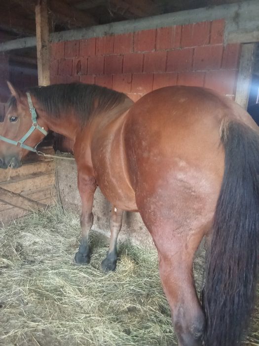 Vând mânză de 2 ani grasă bombă