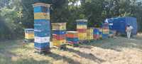 Продавам пчелни отводкиЛР на четири рамки 100лв