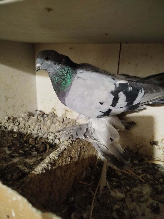 Продам голубеи разных