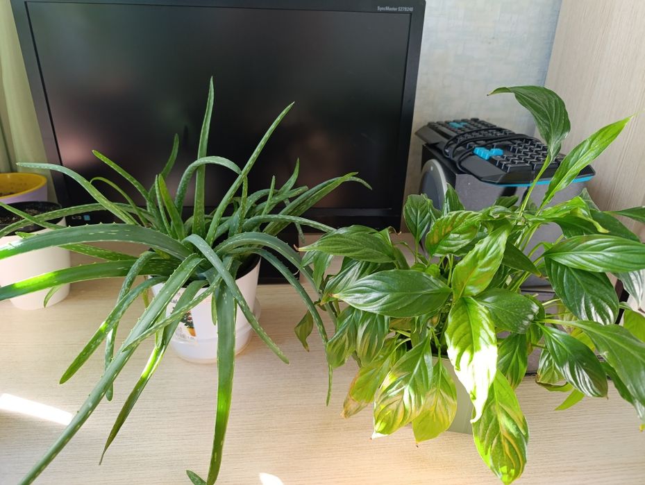 Домашние цветы,круглогодично зелёные, любят рассеянный солнечный свет.