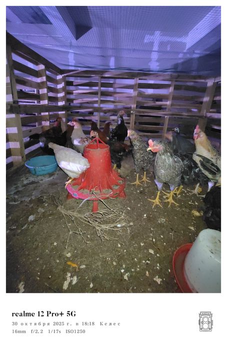 Damashniy tovuq xorozlar