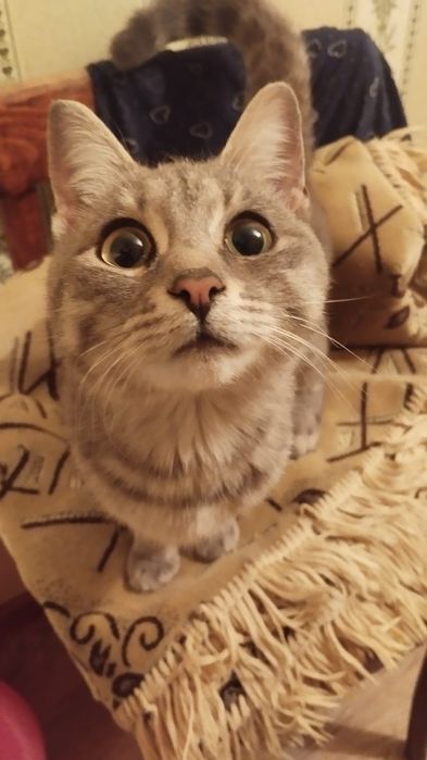 Кошечка ищет дом