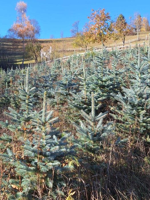 puieti ormamentali molid argintiu pentru pomii de craciun