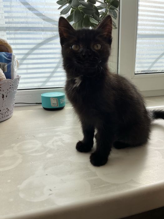 Котёнок в добрые руки