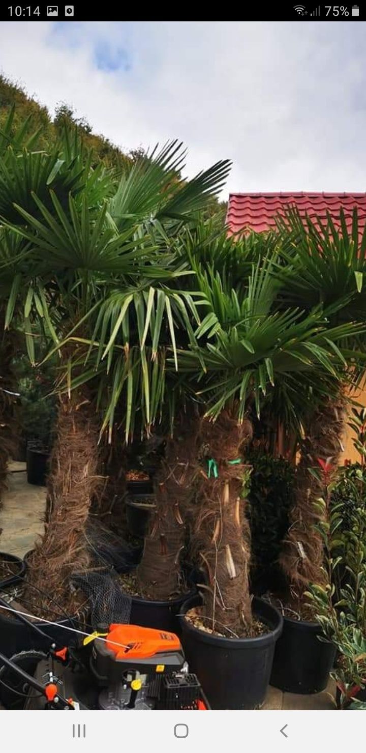 palmieri globulare spirale etajate tuia smarald