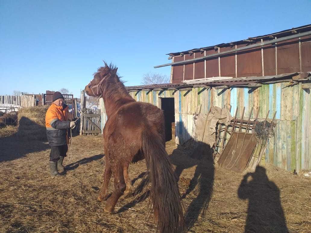 Продам кунан на откорме 4 месяца, кобылу