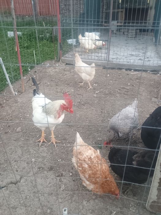 Cocoș și găini de tara