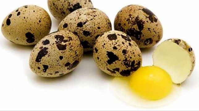 Vând oua prepelita