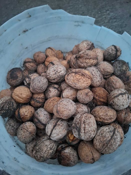 Nuci de vânzare, calitatea l