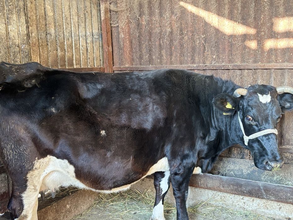 Продаю корову хорошая