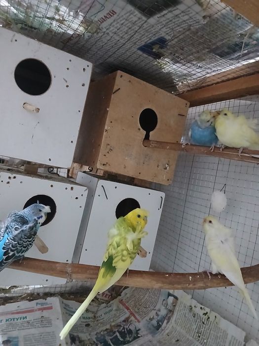 Babichkalar sotiladi soglom parasi 500 ming