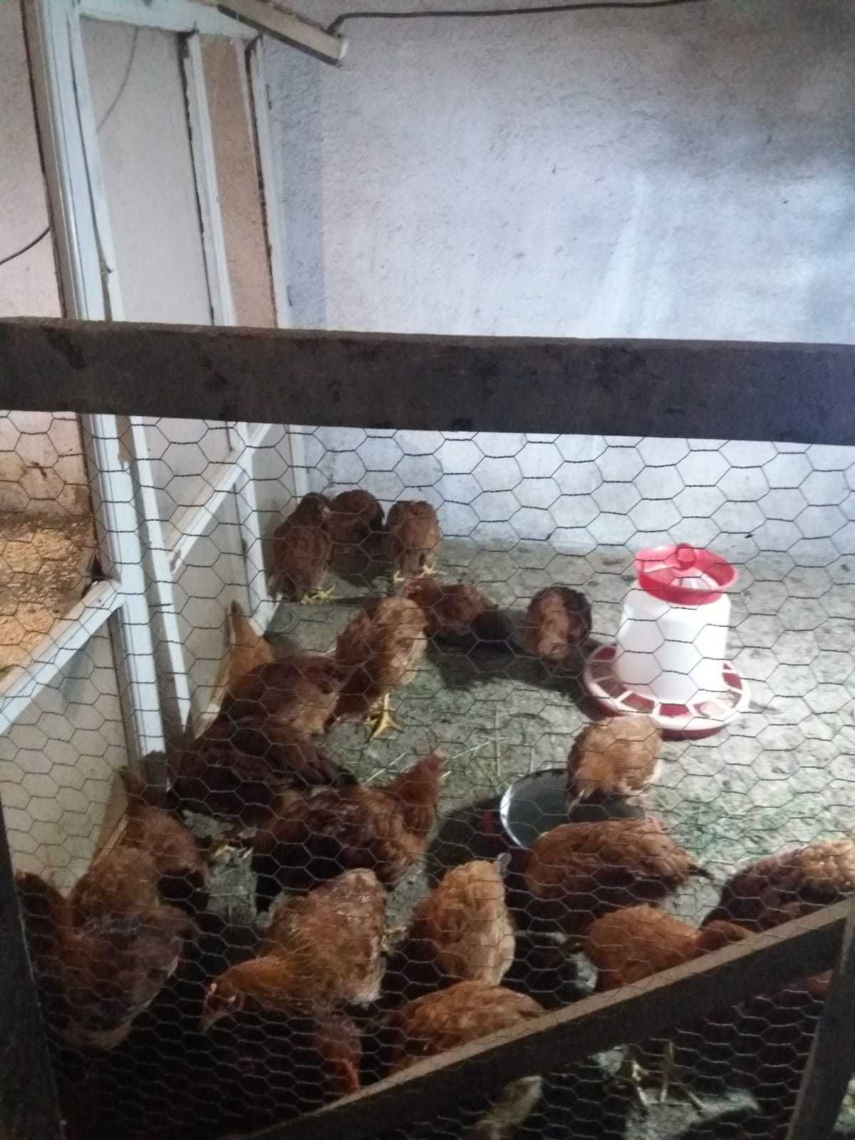 Vând pui de găină, rasă mixtă și boboci de gâscă de 3 luni.