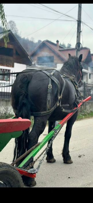 De vânzare cal castrat de 4 ani