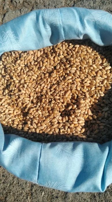 Продам зерно в мешках