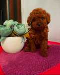 Пудел той/poodle toy/