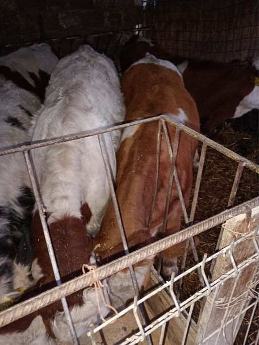 Vând 8 vitei media 230 kg