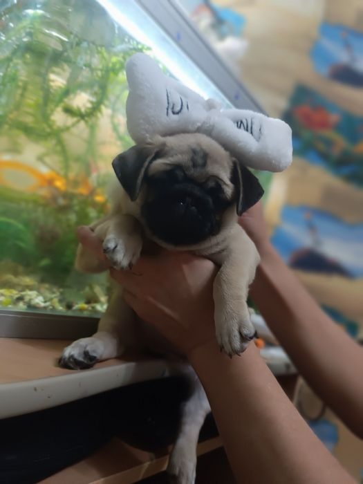 Продам мопсиков девочки