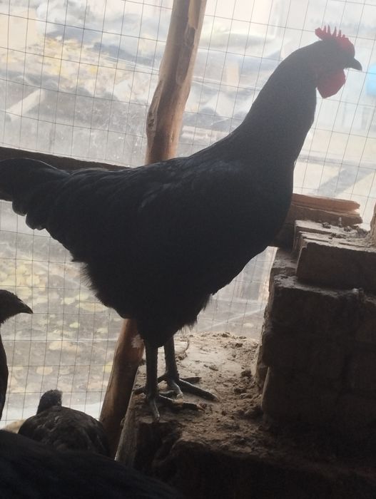 Jersiy gigantlar sotiladi 5 oylik