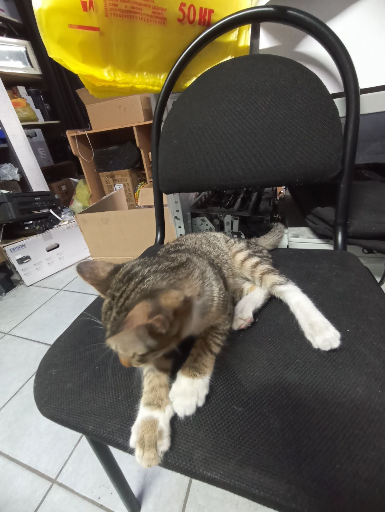 Котенок девочка бесплатно