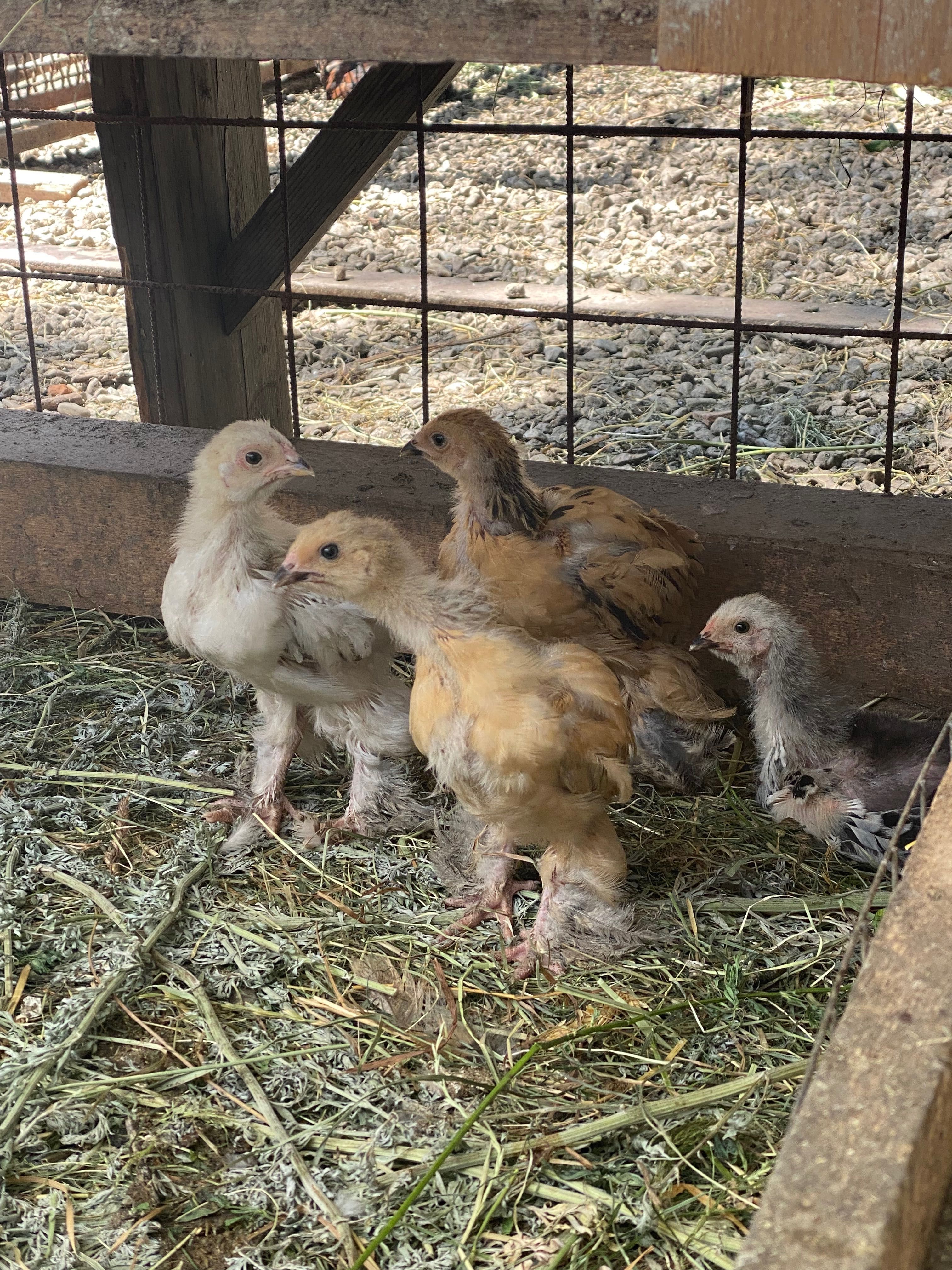 De vânzare ouă și pui de găini brahma