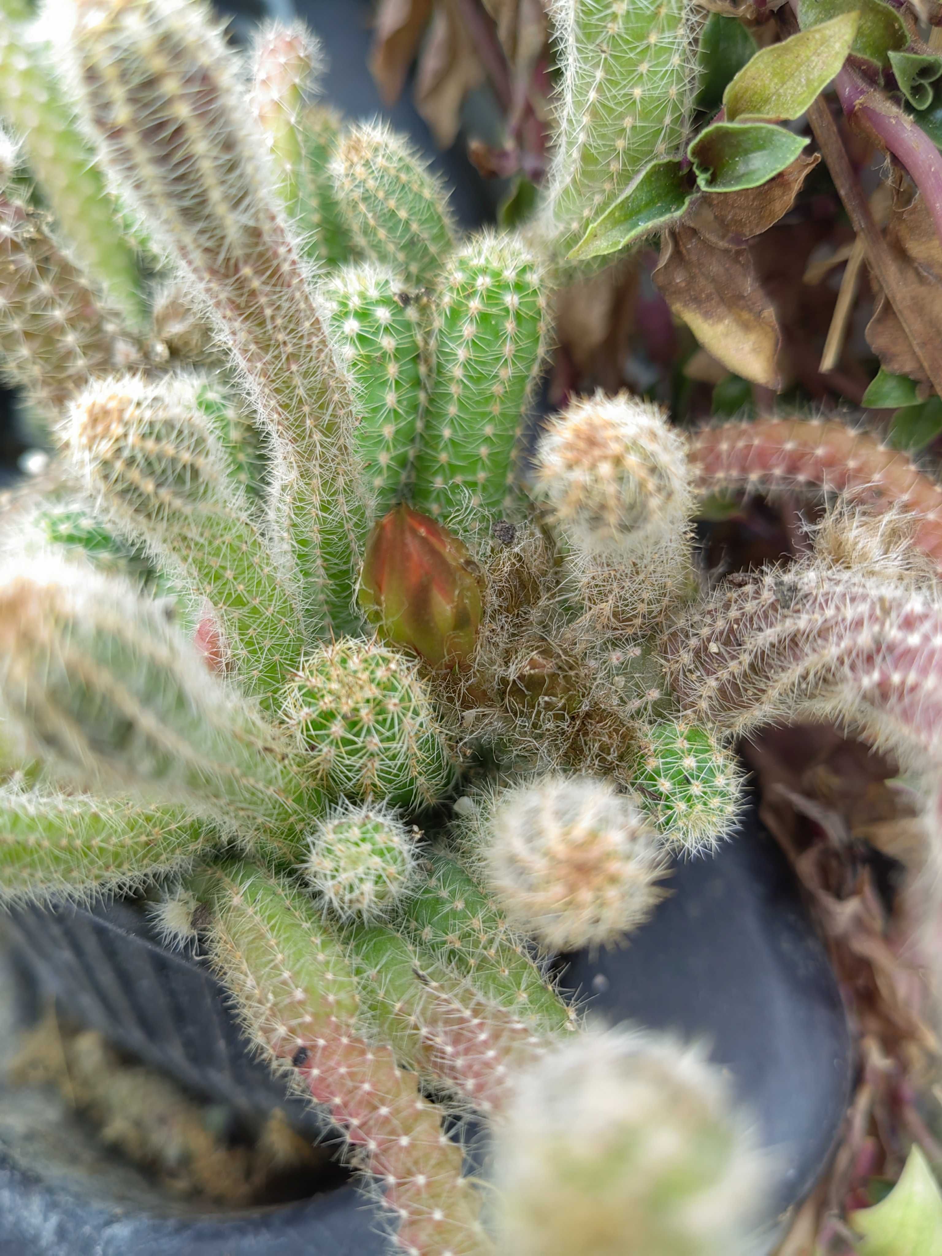 Кактус Echinopsis chamaecereus