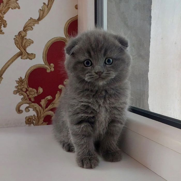 Продам скоттиш фолд мальчика и девочку
