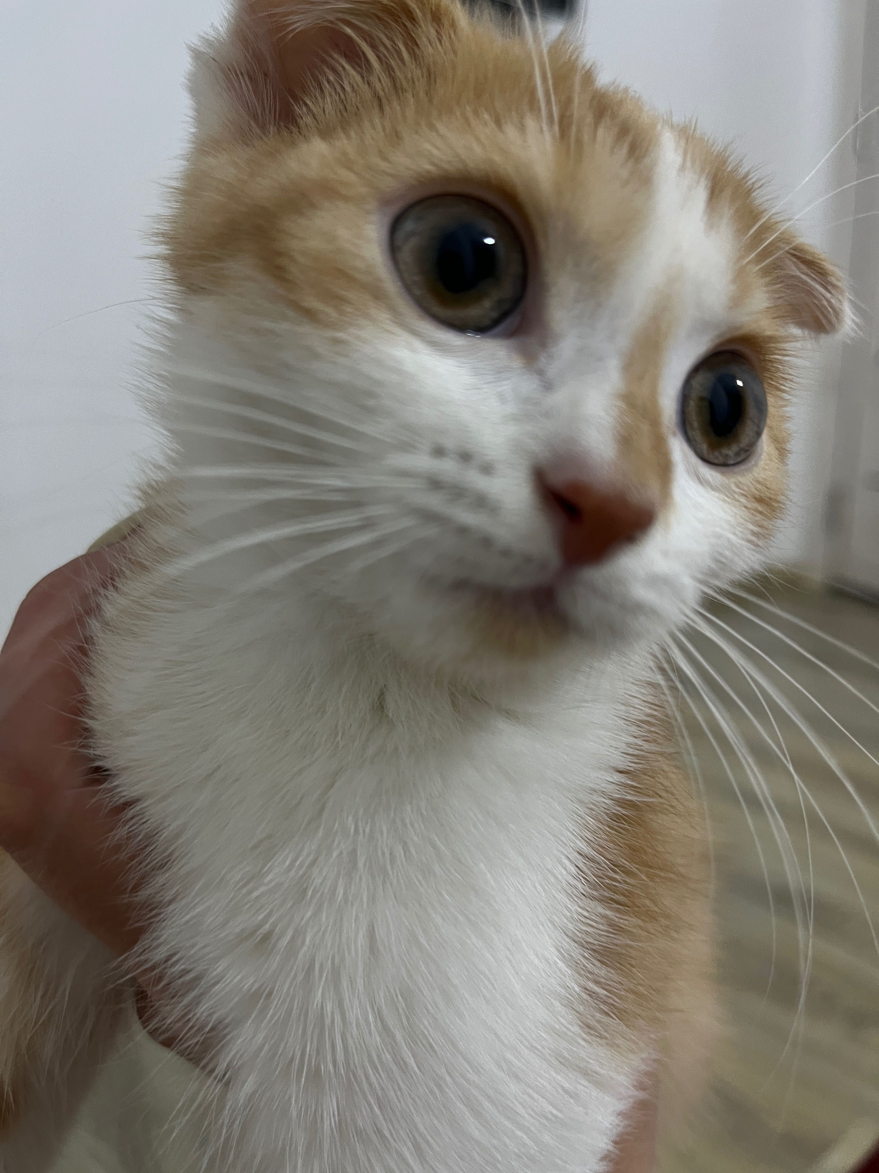 Мушук скоттиш фолд